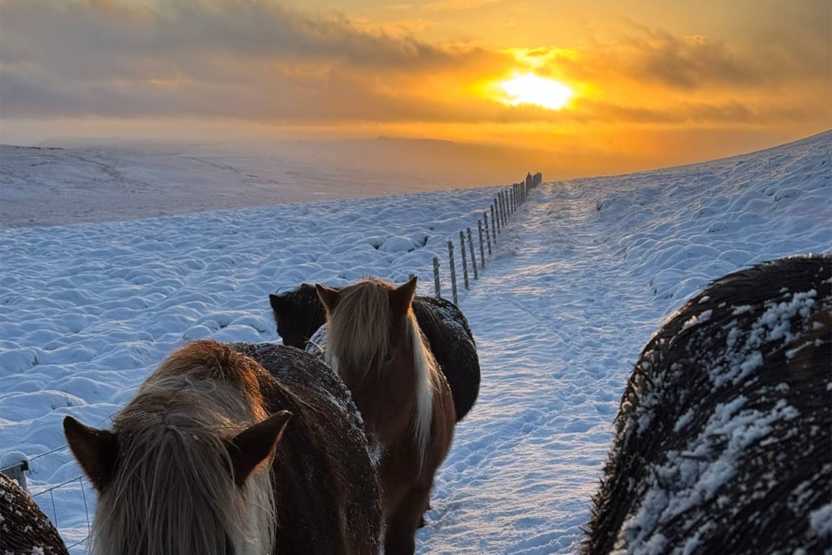 Winter Horseback Riding in Iceland