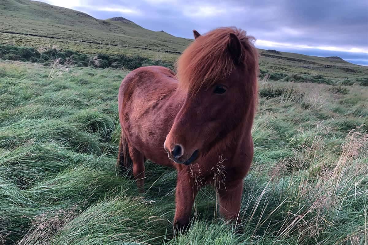 Icelandic Horses