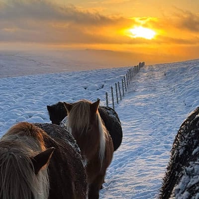 Winter horseback riding in Iceland