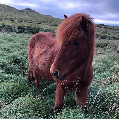 Icelandic Horses