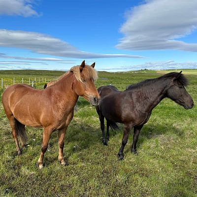 Two Icelandic Horses at Sörla Camp